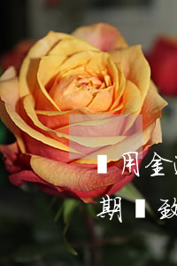備用金逾期有額度不能用，如何解決備用金逾期導致的額度無法使用問題？